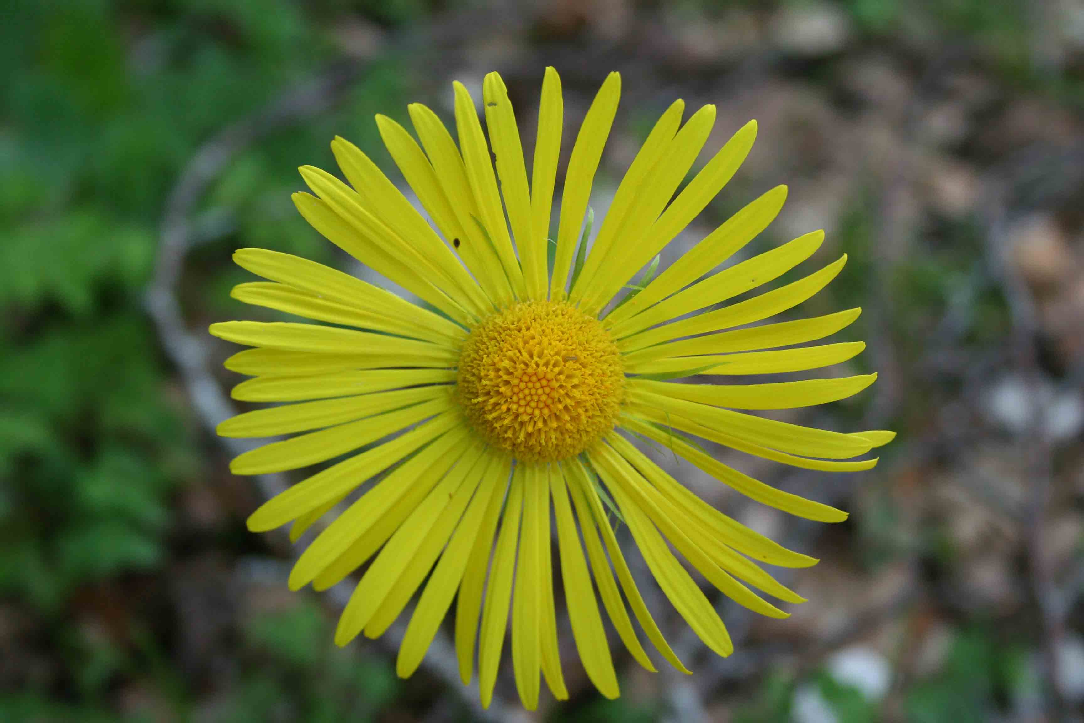 fiori in Abruzzo 2 - Doronicum sp.